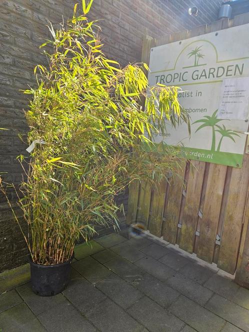 Bamboe niet woekerend Fargesia Rufa, met korting!, Tuin en Terras, Planten | Bomen, Overige soorten, Minder dan 100 cm, Halfschaduw