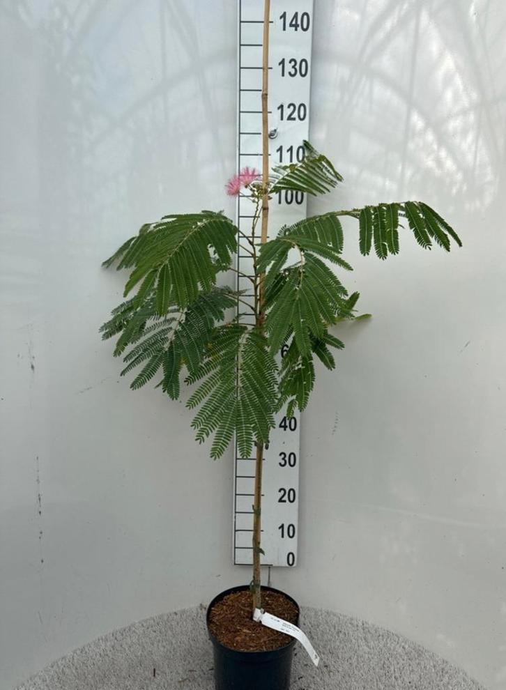 Albizia julibrissin 'Ombrella slaapboom'🌿🌺, Tuin en Terras, Planten | Tuinplanten, Siergrassen, Halfschaduw, Ophalen