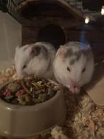 GRATIS Goudhamster, Dieren en Toebehoren, Knaagdieren, Mannelijk, Hamster, Na 1 juli 2024, Tam