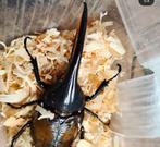Larven hercules kever, Dieren en Toebehoren, Insecten en Spinnen
