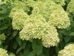 Te Koop : mooie Hydrangea paniculata "Limelight", Tuin en Terras, Planten | Tuinplanten, Vaste plant, Halfschaduw, Zomer, Ophalen