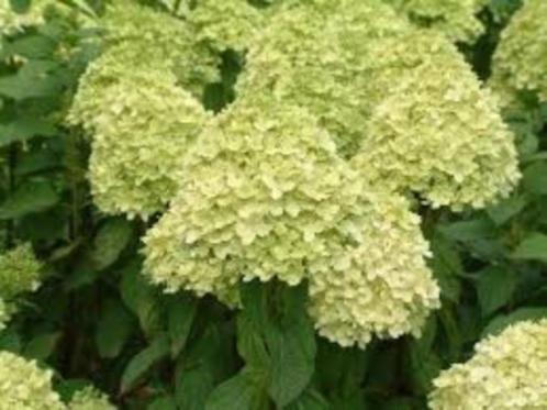 Te Koop : mooie Hydrangea paniculata "Limelight", Tuin en Terras, Planten | Tuinplanten, Vaste plant, Overige soorten, Halfschaduw