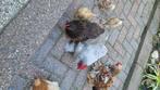 Brahma’s, Dieren en Toebehoren, Meerdere dieren, Kip