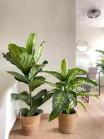 2 For 85- Ficus Lyrata and Dieffenbachia Tropic Snow, Ficus, In pot, Minder dan 100 cm, Groene kamerplant