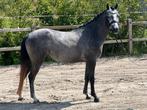 3 jarige C pony. Welsh B, Dieren en Toebehoren, Ruin, Zadelmak, 3 tot 6 jaar, C pony (1.27m tot 1.37m)