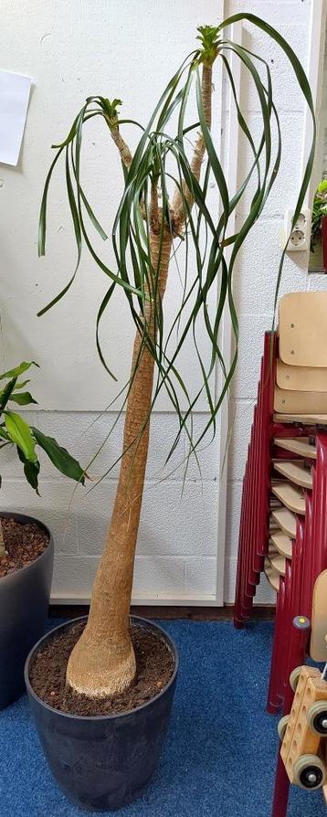 Grote Beaucarnea olifantspoot in pot op aarde beschikbaar voor biedingen