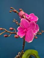 Phalaenopsis Noviteit p12, Ophalen of Verzenden, Halfschaduw, Minder dan 100 cm