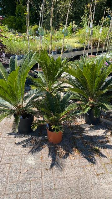 Cycas palmen  beschikbaar voor biedingen