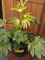 Fatsia Japonica spiders web nr. 3, Tuin en Terras, Planten | Tuinplanten, Ophalen, Overige soorten