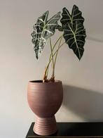 6 verschillende planten met pot aangeboden, Ophalen of Verzenden, Zo goed als nieuw