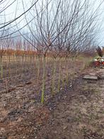 Salix alba (Knotwilg) 🌳, Tuin en Terras, Ophalen, Volle zon, Overige soorten