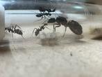 Camponotus Cruentatus, Mieren
