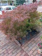 Prachtige donkere kleurige Esdoorn. Aser, Tuin en Terras, Ophalen, Bloeit niet, Volle zon, Overige soorten