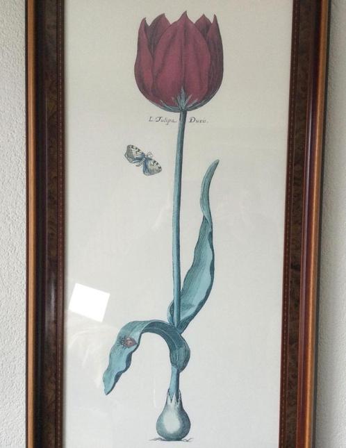 Tulp in houten lijst met glasplaat. Mooi groot formaat., Antiek en Kunst, Kunst | Overige Kunst, Ophalen