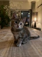 Maine coon kittens te koop, Dieren en Toebehoren, Katten en Kittens | Raskatten | Korthaar, Meerdere dieren, Ontwormd