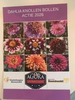 Dahlia knollen, Ophalen of Verzenden, Voorjaar, Volle zon, Knol