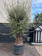 Olea europeae olijfboom ruwe stam, Tuin en Terras, 100 tot 250 cm, Olijfboom, Zomer, Ophalen