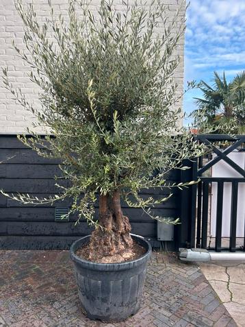 Olea europeae olijfboom ruwe stam beschikbaar voor biedingen
