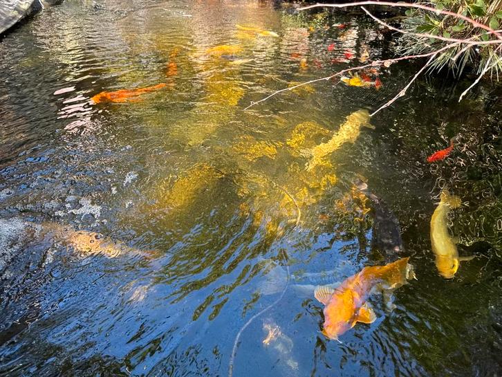 Koi karpers diverse, Dieren en Toebehoren, Vissen | Vijvervissen, Karper of Koi