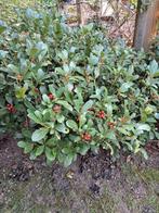 Skimmia japonica, Ophalen, Overige soorten, Halfschaduw
