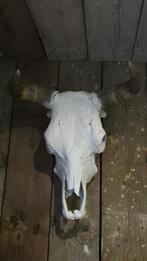 buffel skull, Verzamelen, Dierenverzamelingen, Ophalen, Zo goed als nieuw, Wild dier, Schedel