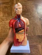 Menselijk Lichaam Model – 14 Uitneembare Organen Torso, Diversen, Verzenden, Nieuw
