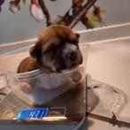 boomer pups, Overige rassen, 8 tot 15 weken, Teef, Meerdere