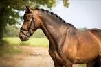 7 jarig paard, Dieren en Toebehoren, Ruin, Ontwormd