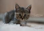 Lieve kittens zoeken een warm thuis!, Meerdere dieren, 0 tot 2 jaar