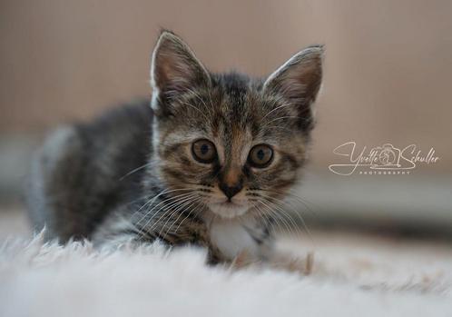 Lieve kittens zoeken een warm thuis!, Dieren en Toebehoren, Katten en Kittens | Overige Katten, Meerdere dieren, 0 tot 2 jaar