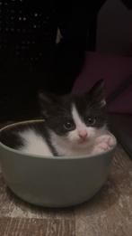 TE KOOP : Kittens op resevering, Dieren en Toebehoren, Poes
