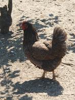 Dubbel gezoomd Barnevelder haan en 3 hennen, Meerdere dieren, Kip