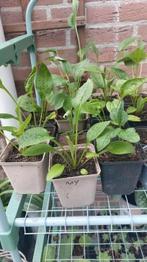 Echinacea purpurea/ zonnehoed Mellow Yellow, Tuin en Terras, Planten | Tuinplanten, Ophalen, Zomer, Overige soorten, Volle zon