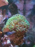 Euphyllia paraancora "two tone" 13-15 koppen ( koraal ), Dieren en Toebehoren, Overige typen