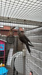 Zuiver witmasker pop 2025, Dieren en Toebehoren, Vogels | Parkieten en Papegaaien, Vrouwelijk, Parkiet, Geringd