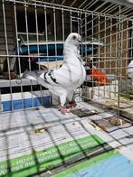 Ijskleur italiaanse meeuw, Meerdere dieren