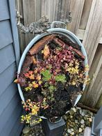 Grote zinken teil, Tuin en Terras, Ophalen of Verzenden, Metaal, 30 tot 60 cm, 60 tot 100 cm