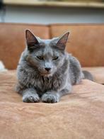 Dekkater Nebelung / blauwe rus beschikbaar, Dieren en Toebehoren, Kater, Met stamboom