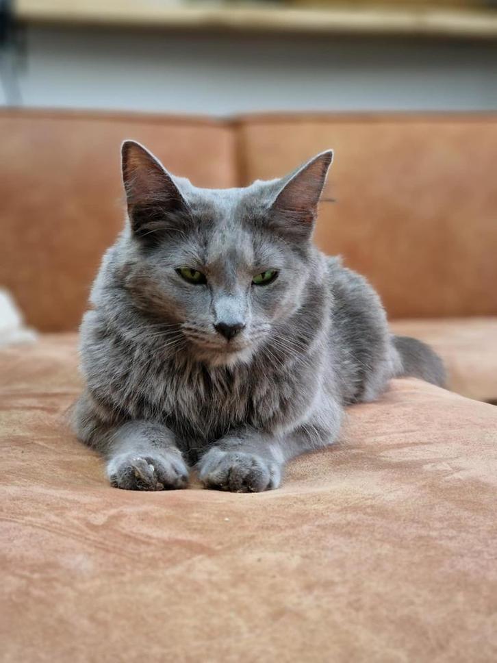 Dekkater Nebelung / blauwe rus beschikbaar, Dieren en Toebehoren, Katten en Kittens | Raskatten | Korthaar, Kater, Met stamboom