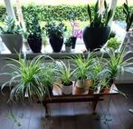 Graslelie, Ophalen of Verzenden, Halfschaduw, Minder dan 100 cm