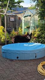 Zwembad voor honden, Ophalen