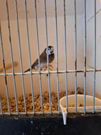 Tropische vogels, Dieren en Toebehoren, Vogels | Overige Vogels, Geslacht onbekend, Tropenvogel, Geringd