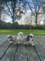 USA Zijdehoen hennen (laaste 2), Dieren en Toebehoren, Pluimvee, Vrouwelijk, Kip