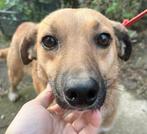 JANE, JONG TEEFJE, KLEINE MIDDELMAAT, MET HARTJE VAN GOUD, Dieren en Toebehoren, Honden | Niet-rashonden, Particulier, 1 tot 2 jaar