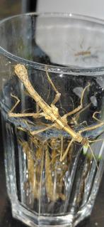 wandelende takken eieren, Dieren en Toebehoren, Insecten en Spinnen