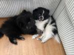 Leuke pommeriaan/dwergkees pups, Dieren en Toebehoren, Overige rassen, 8 tot 15 weken, Rabiës (hondsdolheid), Meerdere