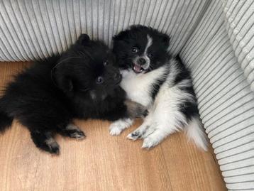 Leuke pommeriaan/dwergkees pups beschikbaar voor biedingen