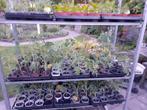 Tomatenplanten, Volle zon, Groenteplanten, Eenjarig, Ophalen of Verzenden