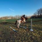 Mooie E pony en D pony's, Dieren en Toebehoren, Paarden, Merrie, Springpaard, Minder dan 160 cm, 3 tot 6 jaar