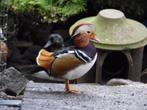 Mandarijneend | Passend advies | siereenden, Dieren en Toebehoren, Pluimvee, Meerdere dieren, Eend